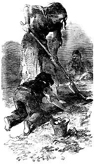 infestans caused the irish potato famine in the mid 1800 s which led ...
