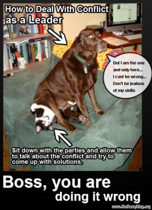 funny-boss-you-are-doing-it-wrong-conflict-sit-down-and-talk-cat-dog ...