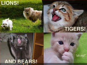 cats : funny-pictures-lions-tigers-bears-cats