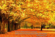 Art Prints Fall Tree Scene Bible Verse Photo Colorful Print Decor fall ...