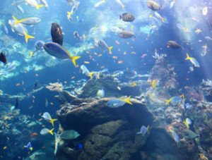 Science Centers And Aquariums Life
