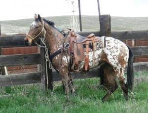 Appaloosa Horse under saddle: Horses Speaking, Appaloosa Horses ...