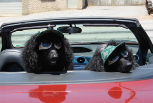 Funny Photos: Dogs in Sunglasses