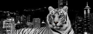 Tiger In The City - Facebook Timeline Cover