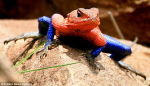 What a MARVEL! The blue and red lizard with a striking resemblance to ...