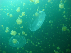 jellyfish-could-take-over-the-worlds-oceans.jpg