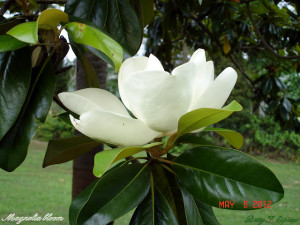 Magnolia in bloom...