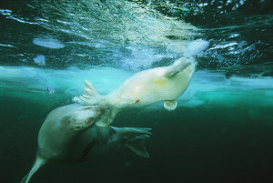Mother Harp Seal Pushes Her Baby Back Brian J Skerry