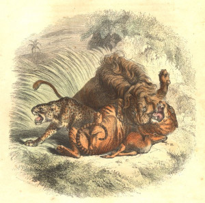 Orange Lion Liger Tiger Print