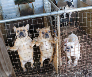 RALEIGH, NORTH CAROLINA – Graphic images of the 160 dogs collected ...