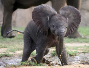 baby-elephant