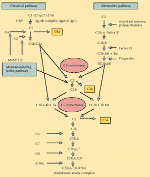 Complement System Pathways
