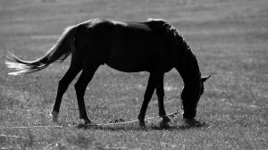 Feel lonely - Horses Picture