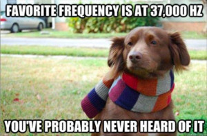 Attack Of The Funny Animal Pictures – 37 Pics