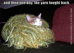 funny-cat-pics-the-yarn-fought-back