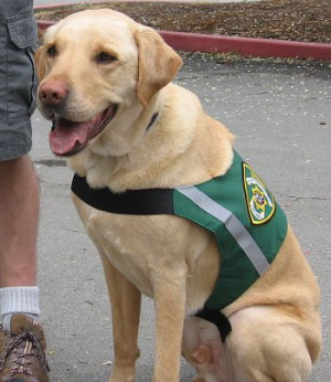 Companion Dog Patrol Membership Requirements