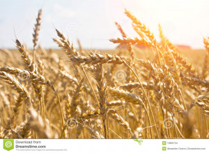 Stock Images: Grain in a farm field and sun