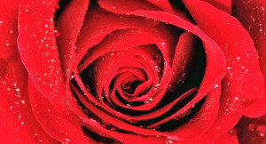 ... it out the top 10 Rose Day Messages Quotes for you. (Rose Day 2015