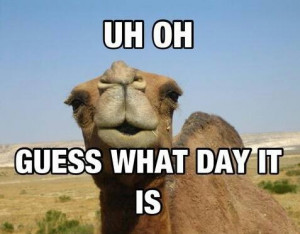 Geico Hump Day Camel Meme