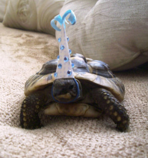 Harvey the Turtle’s 13th birthday.