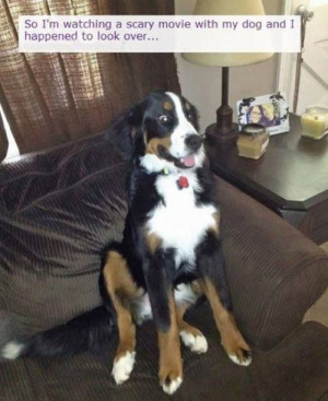 Dog watching a scary movie