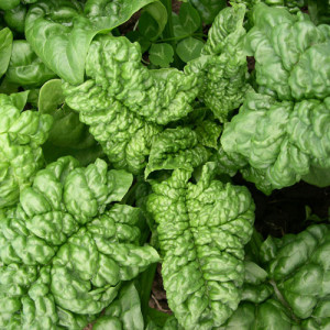 Bloomsdale Spinach Plant