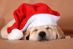 christmas puppies merry christmas puppy merry christmas puppy merry ...