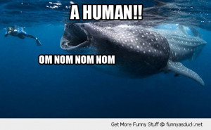 Funny Ocean Animals