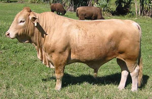 Buffalo + Cow= Beefalo