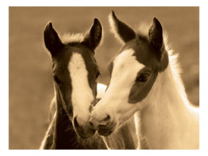 ... friend the unconditional friendship of a horse is one of a kind to