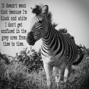 ... popular tags for this image include: black and white, quote and zebra