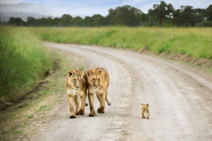 Baby Lion Walk Proud