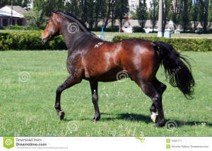 Thoroughbred Horse Ireland