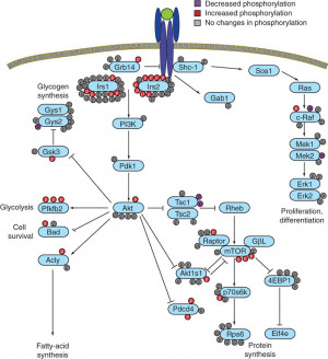 Insulin Receptor Signaling Pathway