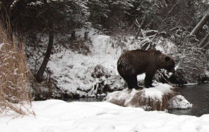 Grizzly Bear The Canadian