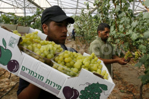 Palestinian farmer carries grapes from a field cultivated in the ...