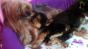 Cachorro Yorkshire Terrier