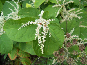 Japanese Knotweed Knot Weed Removal Invasive Weed Management