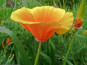Poppies flowers wallpaper|Free download Poppies flowers wallpaper ...
