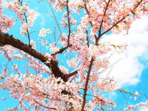 blossoms # sakura # tree # flowers # flower tree # cherry blossom ...