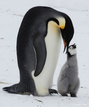 Top 10 cutest baby penguins