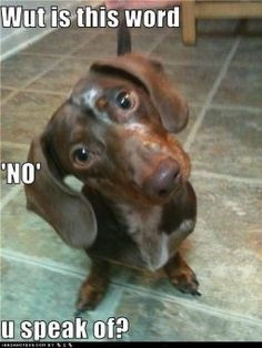 ... Quotes, Pics, Photos, Images. Videos of Really Very Cute animals. More