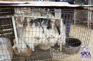 puppy mill photo by spca of texas spca of texas a texas puppy mill ...