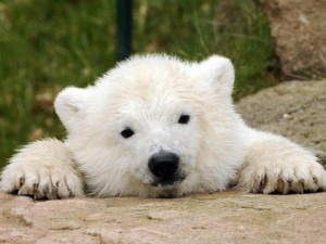 Baby Polar Bear Picture