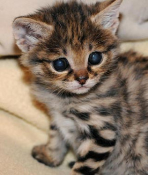 Cute Baby Zoo Animals