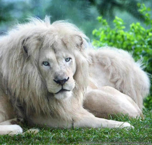 Beautiful White Lion Sitting On The Grass