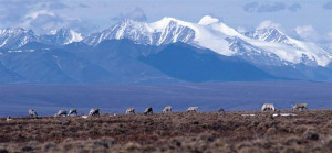 Cutting Drilling Arctic Refuge Quotes About