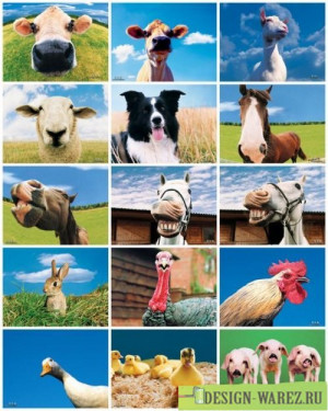 Funny Farm Animals Wallpapers