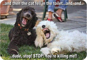 Funny dog pictures