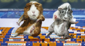 Going fur gold: Guinea pigs take inspiration from London 2012 and take ...